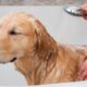 Enxágue incompleto pode causar coceira e irritação na pele do cachorro