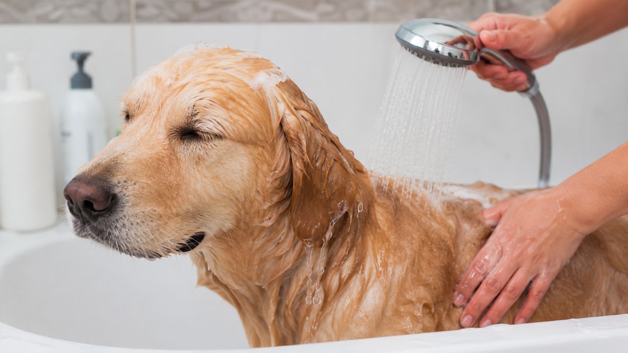 Enxágue incompleto pode causar coceira e irritação na pele do cachorro