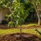 O plantio correto ajuda a muda frutífera a criar raízes fortes e crescer com mais vigor