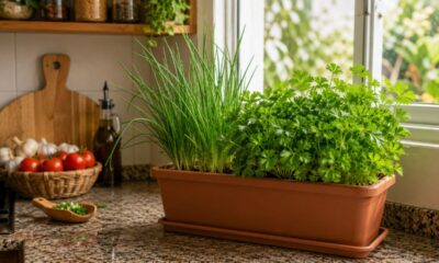 Como plantar cheiro-verde em casa mesmo sem quintal e colher folhas frescas na rotina