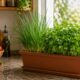 Como plantar cheiro-verde em casa mesmo sem quintal e colher folhas frescas na rotina