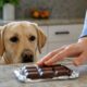 Chocolate pode causar intoxicação em cães e gatos mesmo em pequenas quantidades
