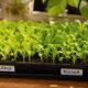 As dicas para sementes germinarem rápido e deixarem sua horta mais cheia em pouco tempo