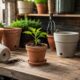 O vaso certo ajuda a planta a crescer com raízes saudáveis