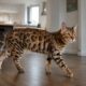 Gato Bengal chama atenção pela aparência de felino selvagem dentro de casa
