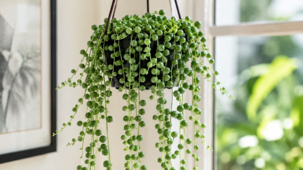 A planta colar de pérolas que transforma qualquer prateleira alta em destaque na decoração