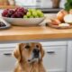 O que cães e gatos não podem comer e por que certos alimentos devem sair da rotina do seu pet
