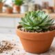 A melhor forma de plantar suculentas sem raiz apodrecer e manter o vaso saudável