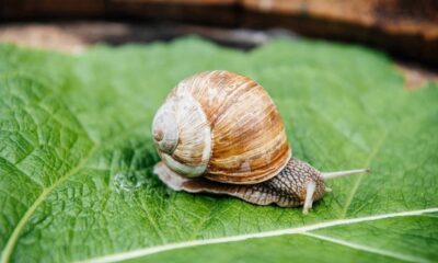 Um caramujo com casca espiralada marrom e branca sobre uma folha verde.