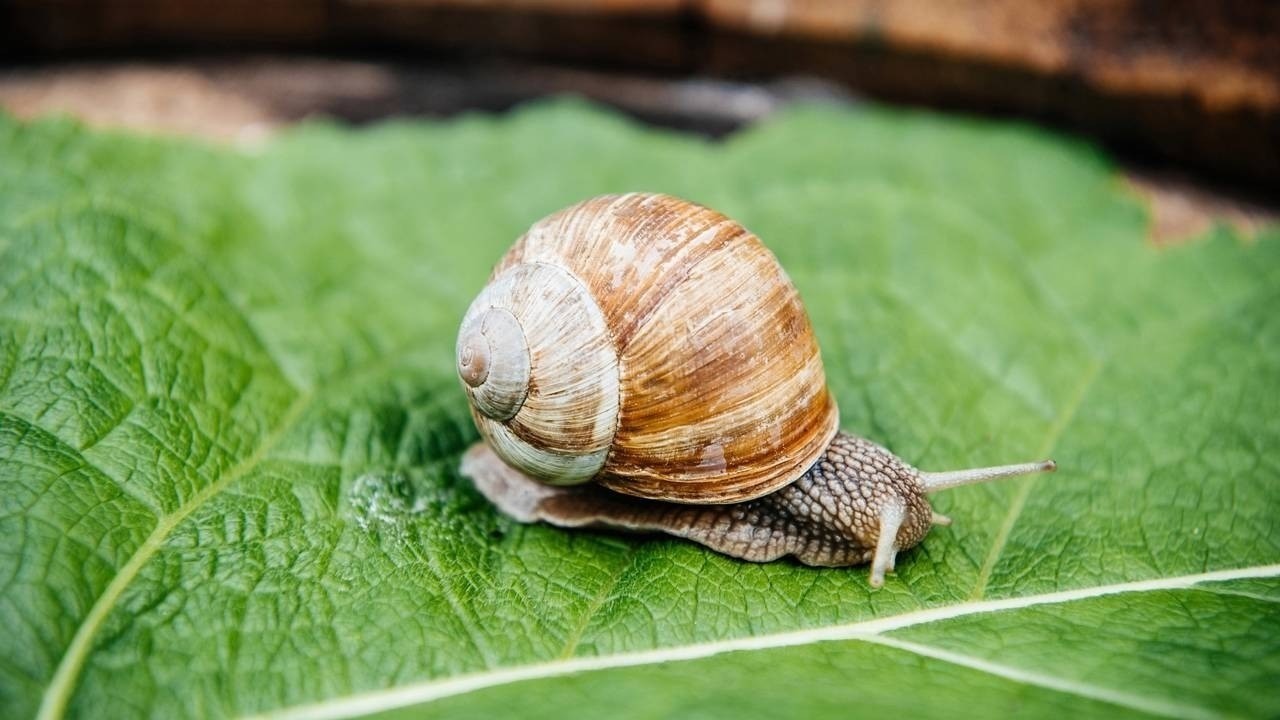 Um caramujo com casca espiralada marrom e branca sobre uma folha verde.