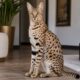 As raças de gatos mais caros do mundo e os motivos que fazem esses pets custarem tanto