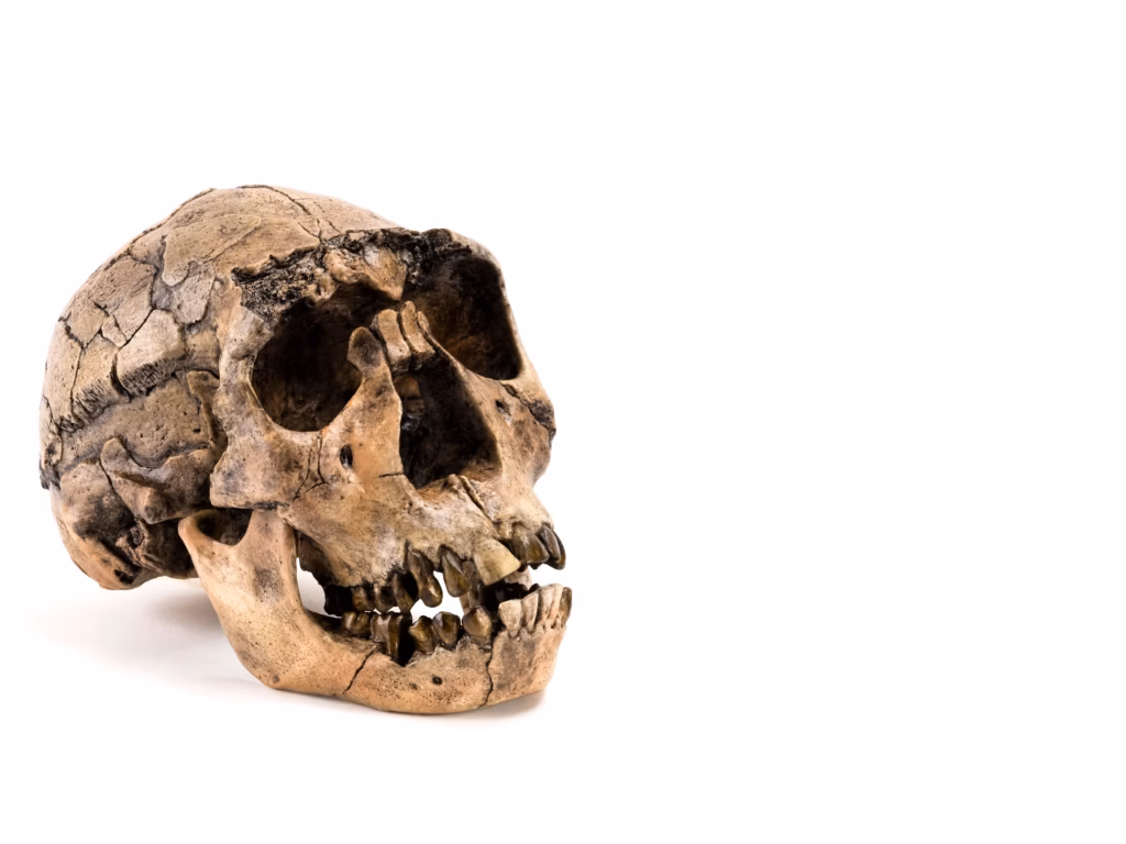 Cientistas acreditam que os neandertais podem ter praticado odontologia há 60.000 anos