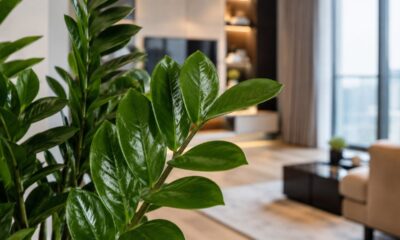 Planta resistente e elegante ganhou espaço em salas e apartamentos modernos
