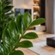 Planta resistente e elegante ganhou espaço em salas e apartamentos modernos