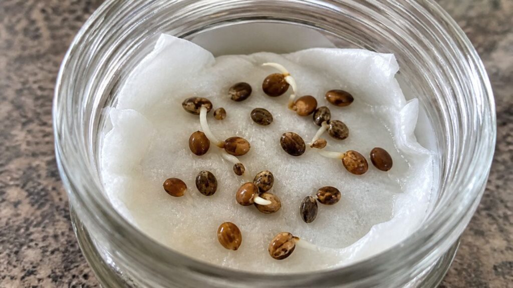Como germinar sementes de maneira fácil e rápida com métodos simples para começar o cultivo