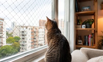 Um cuidado simples nas janelas pode evitar acidentes sérios com pets em apartamento