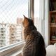 Um cuidado simples nas janelas pode evitar acidentes sérios com pets em apartamento