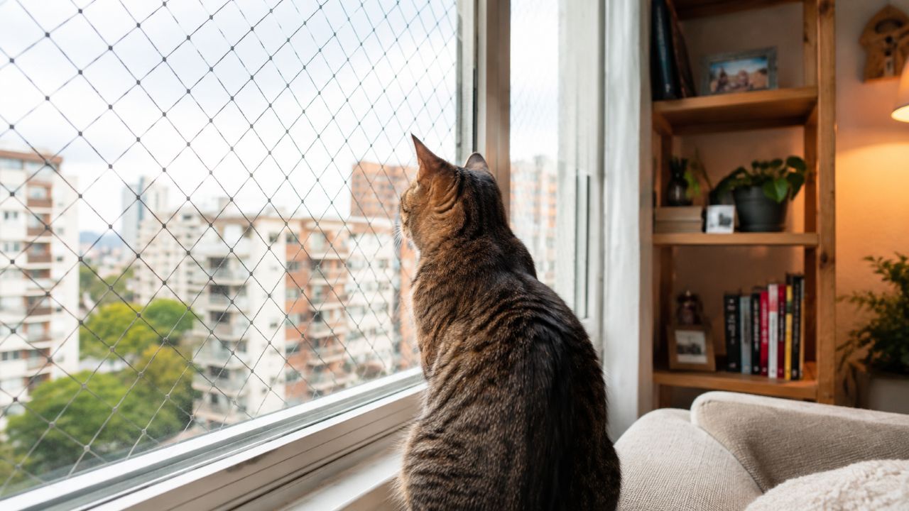 Um cuidado simples nas janelas pode evitar acidentes sérios com pets em apartamento
