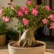 O vaso certo valoriza o caudex da rosa do deserto sem comprometer a drenagem da planta