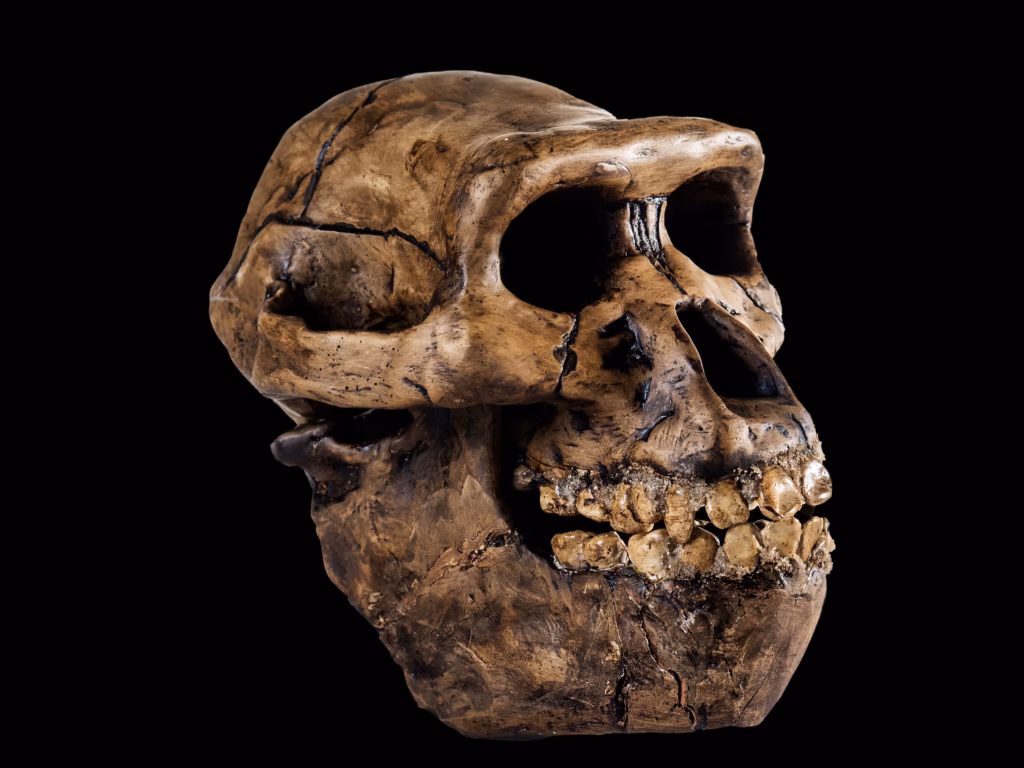 Cientistas podem ter descoberto o último ancestral comum entre humanos e macacos