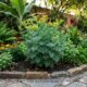 A planta venenosa que você nunca deve cortar do seu jardim: é um inseticida natural para formigas
