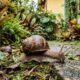 A tática caseira simples e fácil de fazer que consegue eliminar qualquer infestação de caracóis