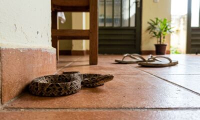 As 5 plantas mais eficazes para manter cobras bem longe de casa