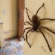 As 5 plantas que espantam aranhas e deixam seus cômodos livres de teias