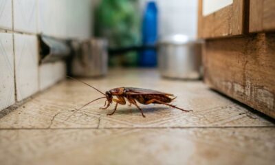 As 7 plantas que espantam baratas e deixam sua cozinha muito mais protegida