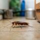 As 7 plantas que espantam baratas e deixam sua cozinha muito mais protegida