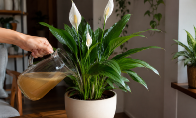 O truque natural com casca de banana que fortalece plantas, mas exige um cuidado importante