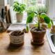 Não jogue fora a borra café: 8 ideias simples para dar uma segunda vida a ele em sua casa