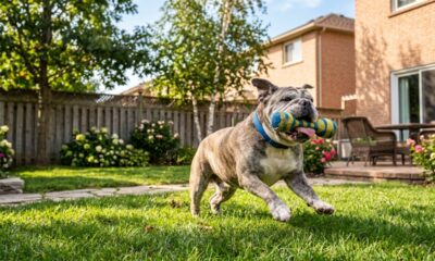 Bulldog idoso surpreende tutores com energia de filhote brincalhão