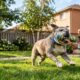 Bulldog idoso surpreende tutores com energia de filhote brincalhão