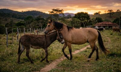 Burro cego faz de tudo para ficar perto do melhor amigo
