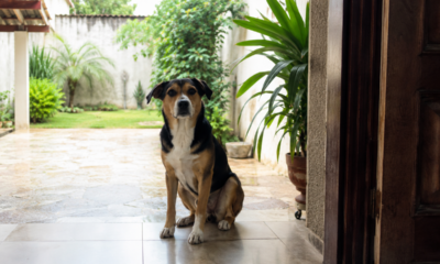 O erro comum de achar que quintal substitui passeio e por que seu cachorro pode sofrer com isso