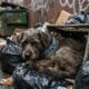 Cachorro abandonado no lixo recebe novo lar e comove protetores