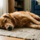 Cachorrinho solitário que não se mexia volta lentamente à vida