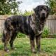 Ninguém esperava que este pequeno cachorro preto virasse um gigante que muda de cor