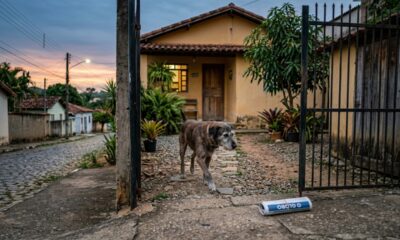 Cachorro perde a visão, mas continua buscando o jornal diariamente