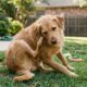 O hábito de higiene que parece cuidado, mas pode deixar seu cachorro com mais coceira e mau cheiro