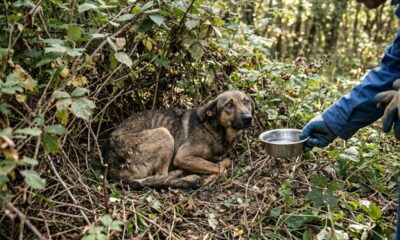 Cadela resgatada é encontrada muito magra sob arbustos e emociona com transformação