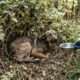 Cadela resgatada é encontrada muito magra sob arbustos e emociona com transformação