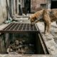 Mãe de cachorro de rua pede ajuda para salvar filhotes presos no subsolo