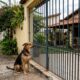 Campainha moderna garante que mulher não perca mais visitas do cachorro do vizinho