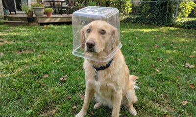 Cão libertado de recipiente plástico surpreende resgatadores com carinho
