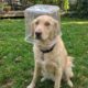 Cão libertado de recipiente plástico surpreende resgatadores com carinho
