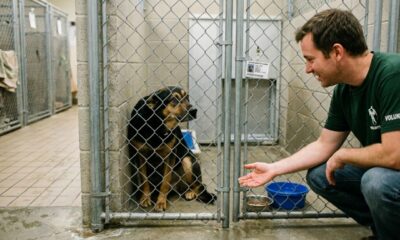 Cão de abrigo tem medo de homens e funcionária encontra solução