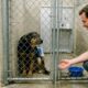 Cão de abrigo tem medo de homens e funcionária encontra solução