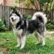 Cão de rua em estado crítico se transforma em um lindo husky